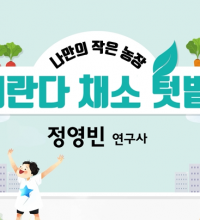 (동영상) 나만의 작은 농장, 베란다 채소 텃밭