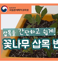 (동영상) 정원에 심기 좋은 꽃나무 삽목하기