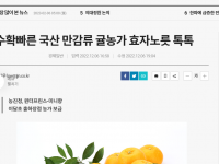 수확빠른 국산 만감류 귤농가 효자노릇 톡톡(22.12.07)